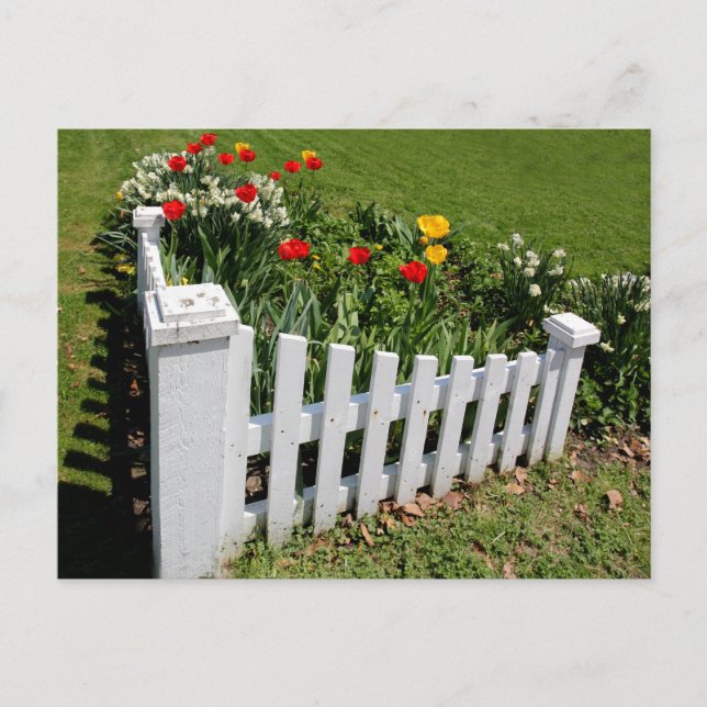 Garden Tulips With White Picket Fence Postcard (Front)