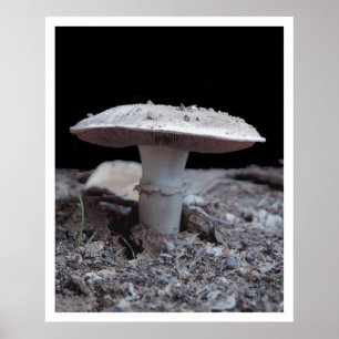 Garden Variey Mushroom Poster