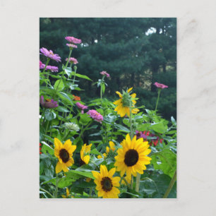 Garden View, daisies, cosmos, sunflowers Postcard