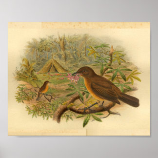 Gardener Bower Bird Brown Yellow Vintage Print