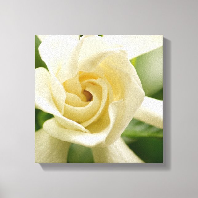 Gardenia canvas print (Front)