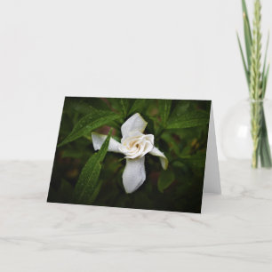 Gardenia, card