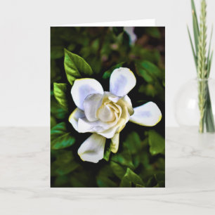 Gardenia, card
