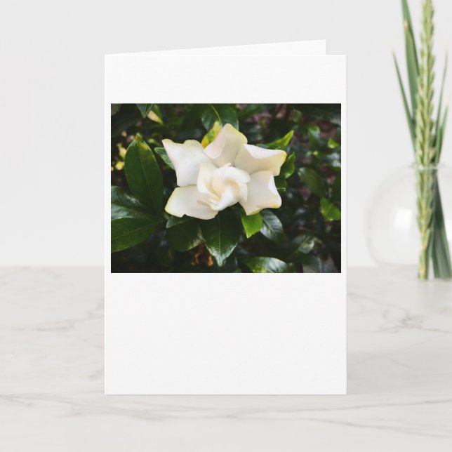 Gardenia, card (Front)