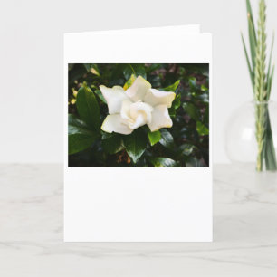 Gardenia, card