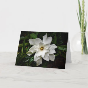Gardenia, card