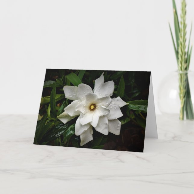 Gardenia, card (Front)