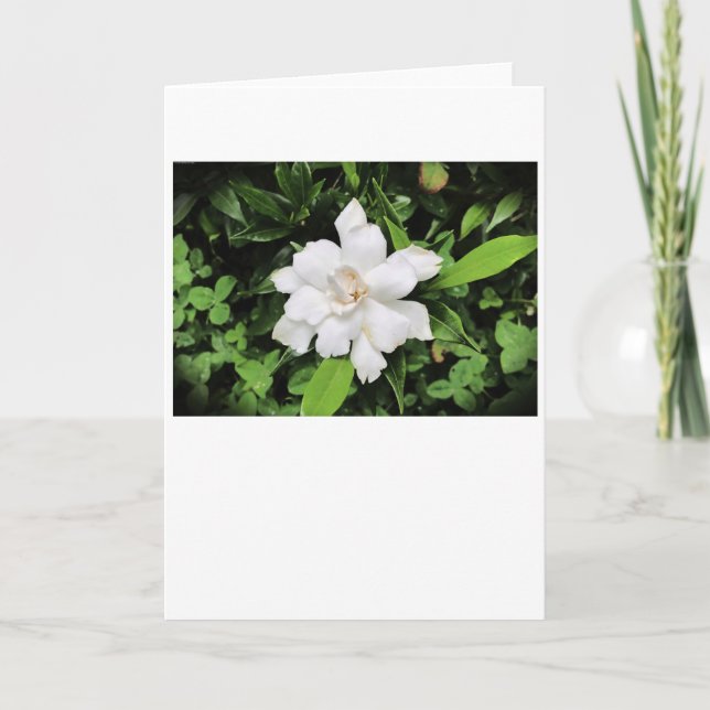 Gardenia, card (Front)