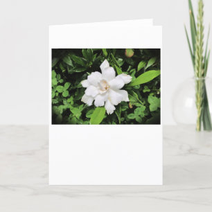 Gardenia, card