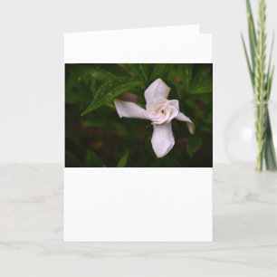 Gardenia, Card