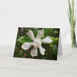 Gardenia, card