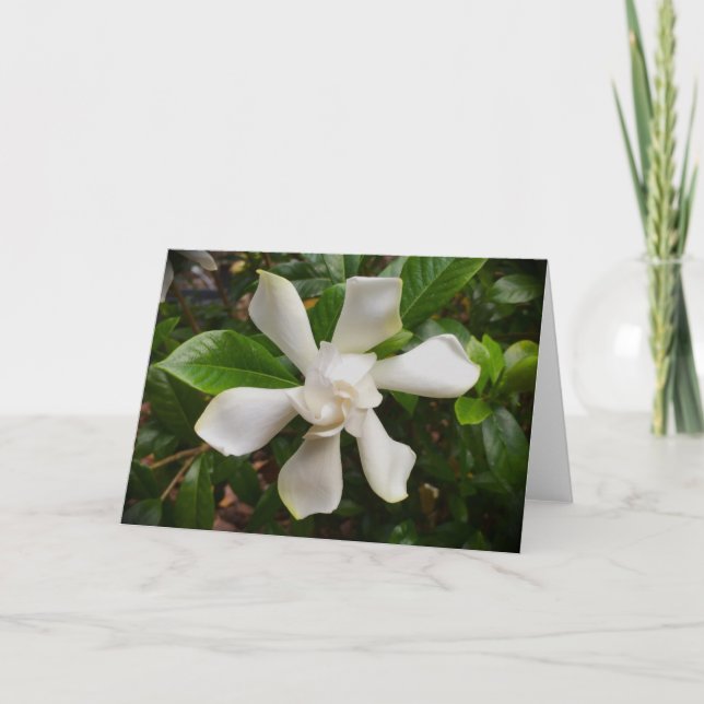 Gardenia, card (Front)