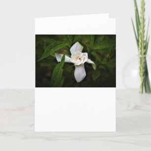Gardenia, card