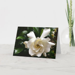 Gardenia, Card