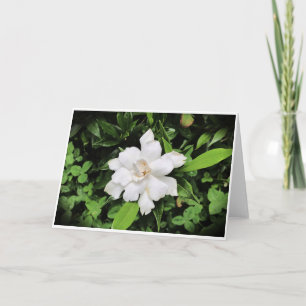 Gardenia, card