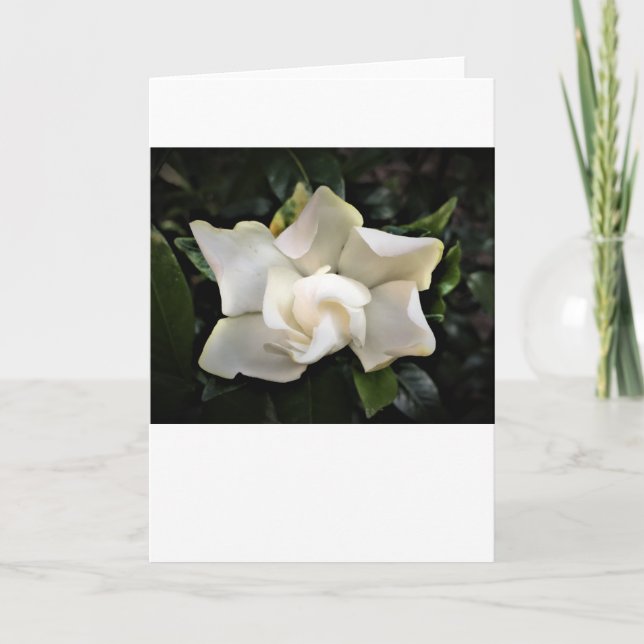 Gardenia, card (Front)