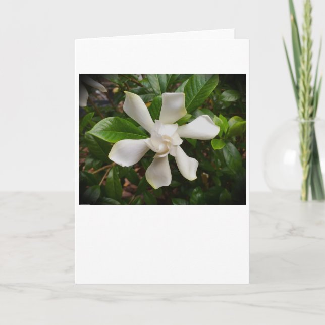 Gardenia, card (Front)