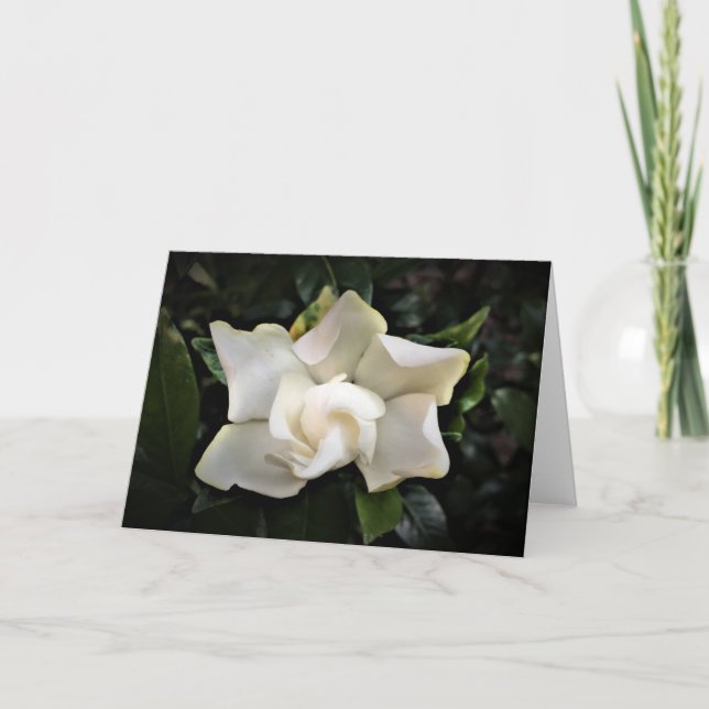 Gardenia, card (Front)