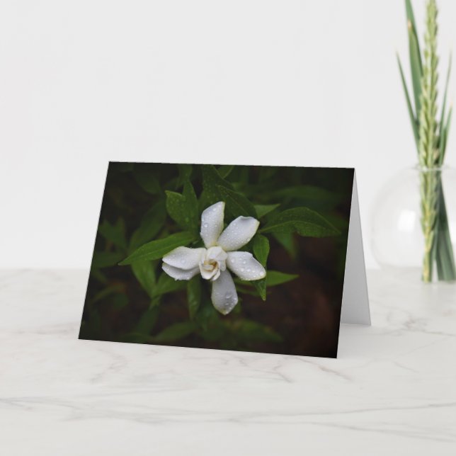 Gardenia, card (Front)
