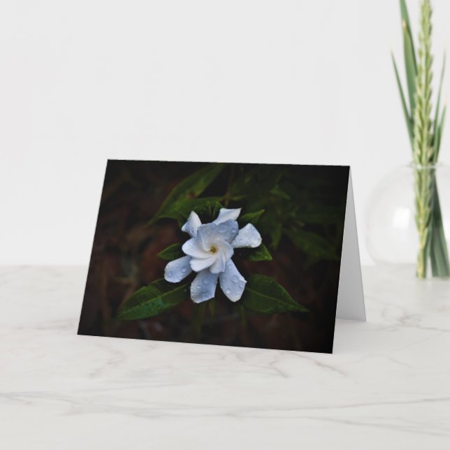Gardenia, card (Front)