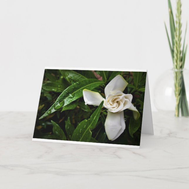 Gardenia, card (Front)