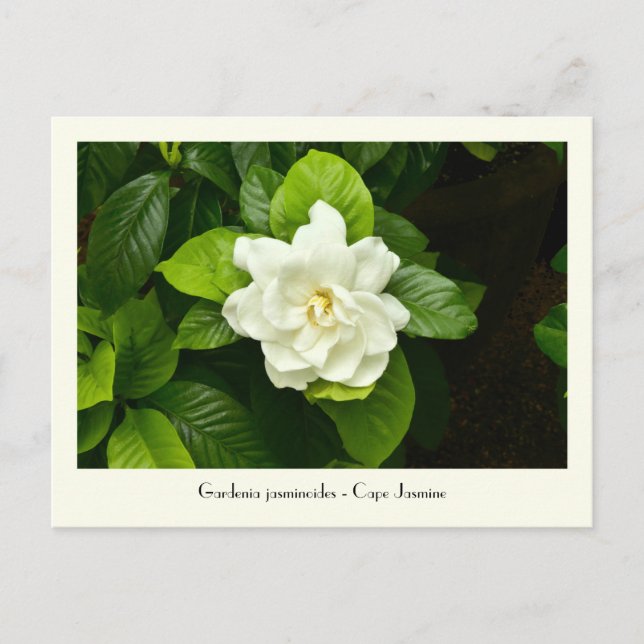 Gardenia Collectable Postcard (Front)