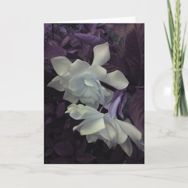 Gardenia Greeting Card (Front)