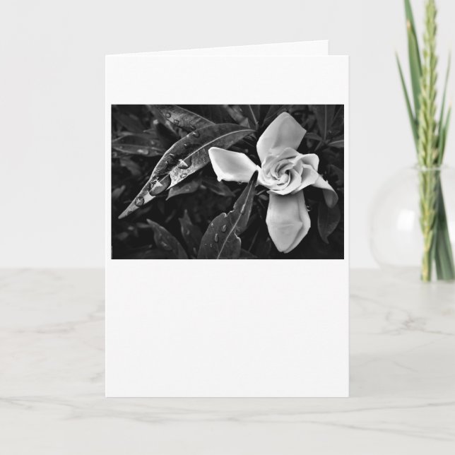 Gardenia - Noir, card (Front)