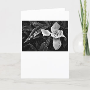 Gardenia - Noir, card