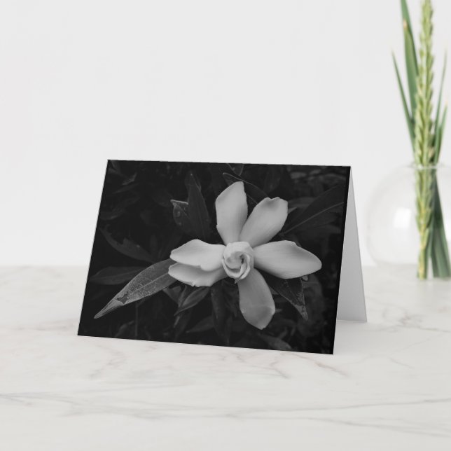 Gardenia - noir, card (Front)