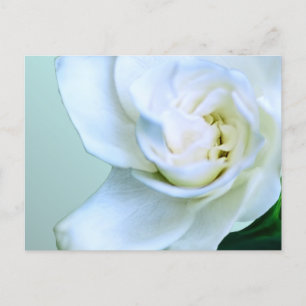 Gardenia Postcard