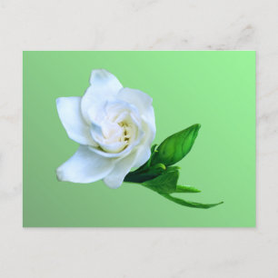 Gardenia Postcard