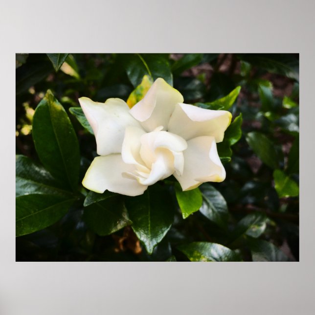 Gardenia, Poster (Front)