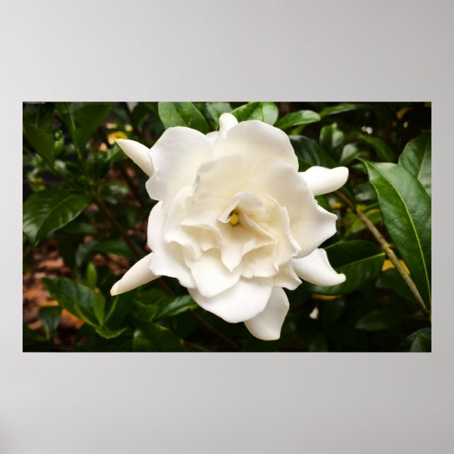 Gardenia, Poster (Front)