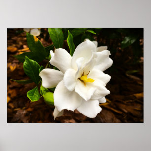 Gardenia, Poster