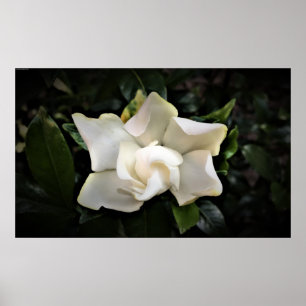 Gardenia, Poster