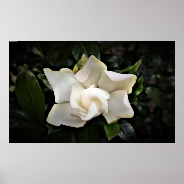 Gardenia, Poster (Front)