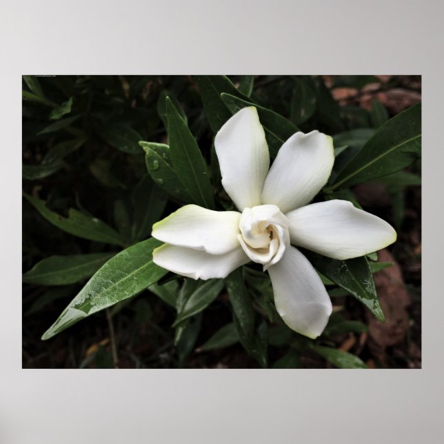 Gardenia, Poster (Front)