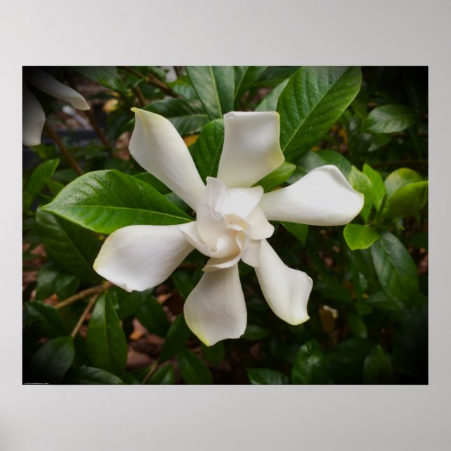 Gardenia, Poster (Front)