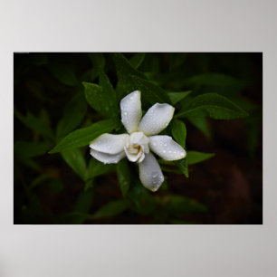 Gardenia,  poster