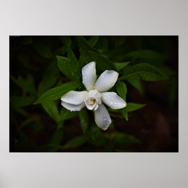 Gardenia,  poster (Front)