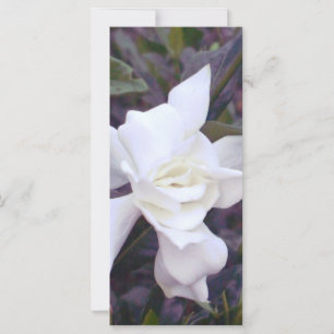 Gardenia tints