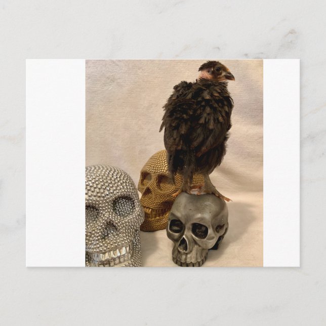 Gargoyle Postcard (Front)