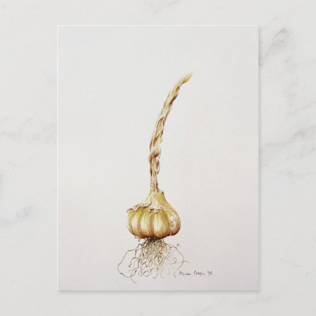 garlic 1998 postcard (Front)