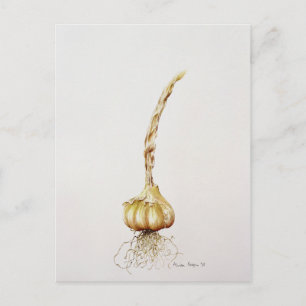 garlic 1998 postcard