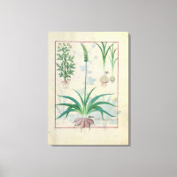Garlic and other plants