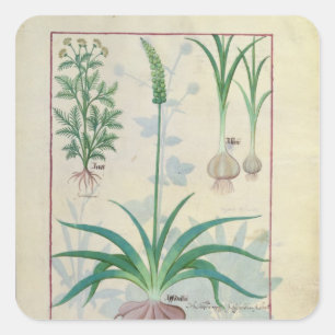 Garlic and other plants square sticker