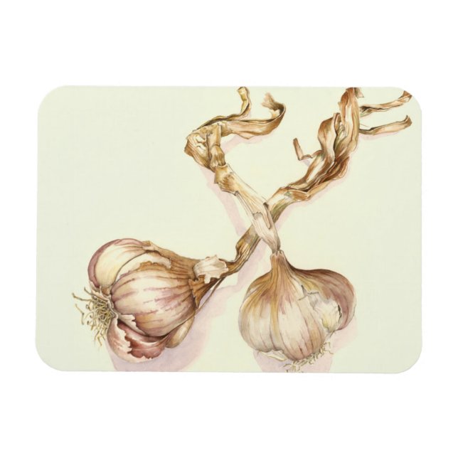 Garlic bulbs 2005 magnet (Horizontal)