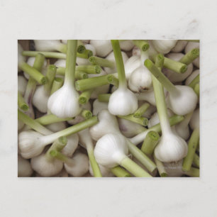 Garlic bulbs postcard