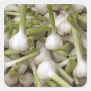 Garlic bulbs square sticker